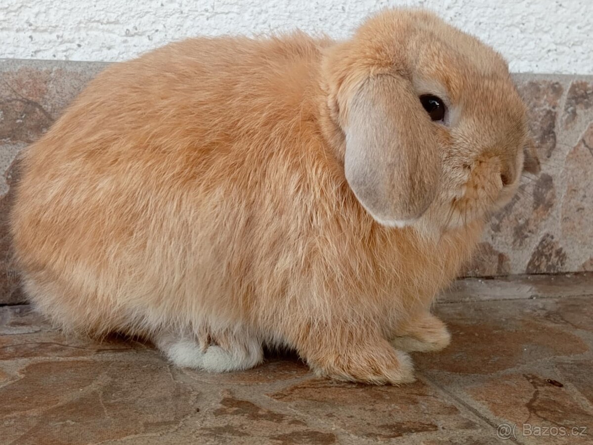 Volná samička - Anglický Zakrslý Beránek MiniLop🍑🧡 - 10