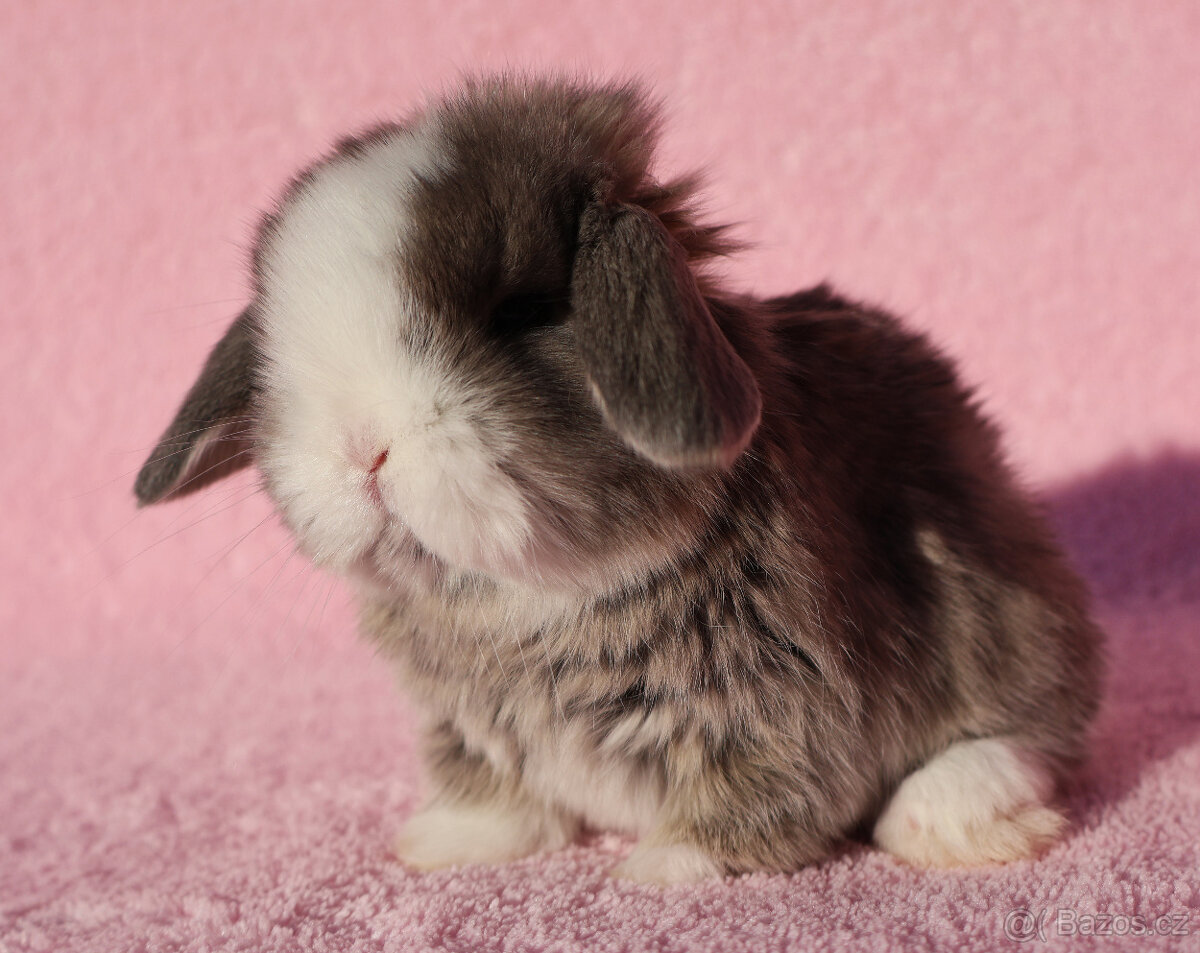 Zakrslí beránci NHD modrá očka . - 10