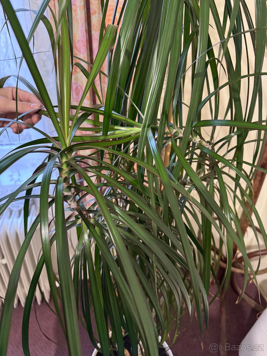Květina Dracaena Marginata - Dračinec (Dracena) - 10