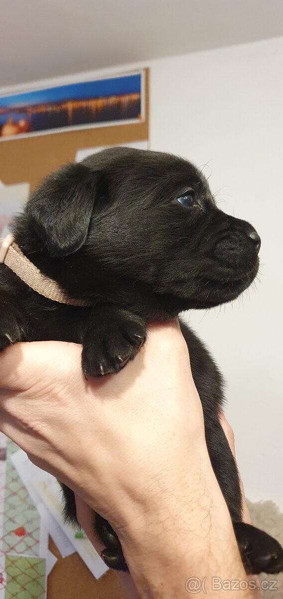 Labrador - černá a smetanová štěňátka - 10