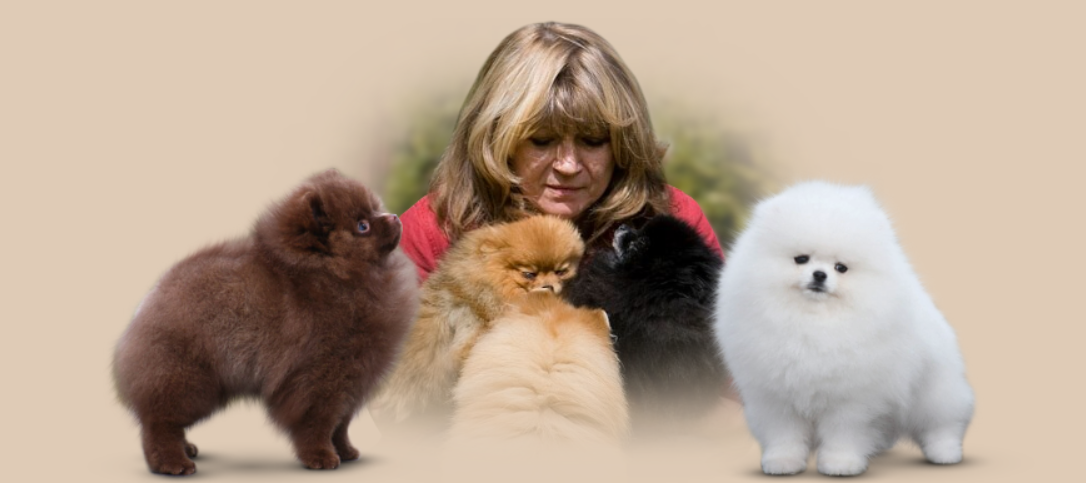 POMERANIAN S PP FCI - ch.s. z Malebného povltaví - 10