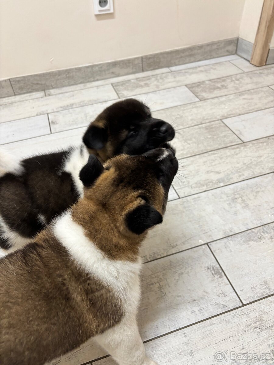 Americká akita - štěňata - 10