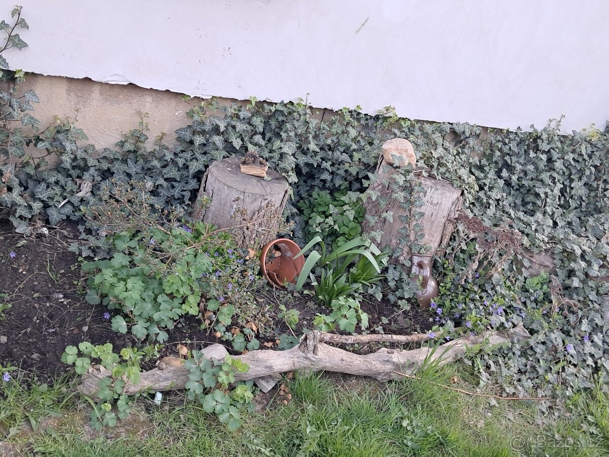 Trvalky, skalničky - 10