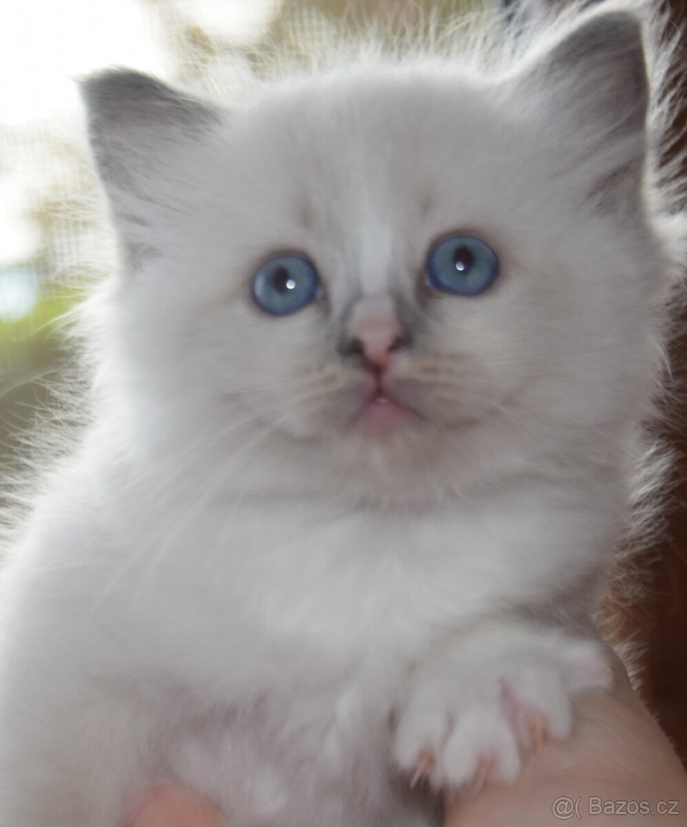 Kocourek Ragdoll ke krytí - 10