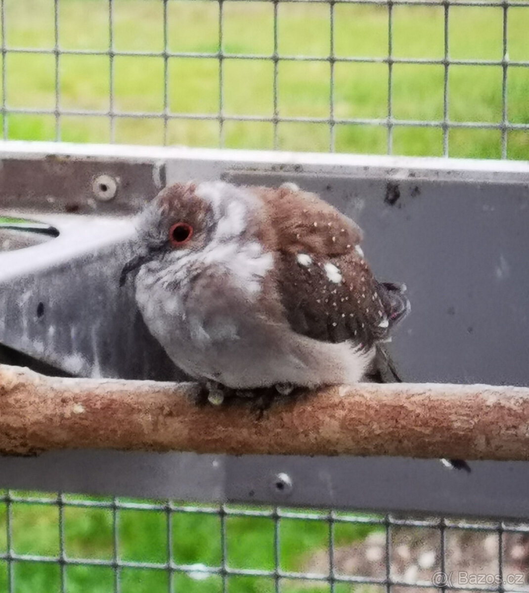 Holoubek diamantový straky 2025 - 10