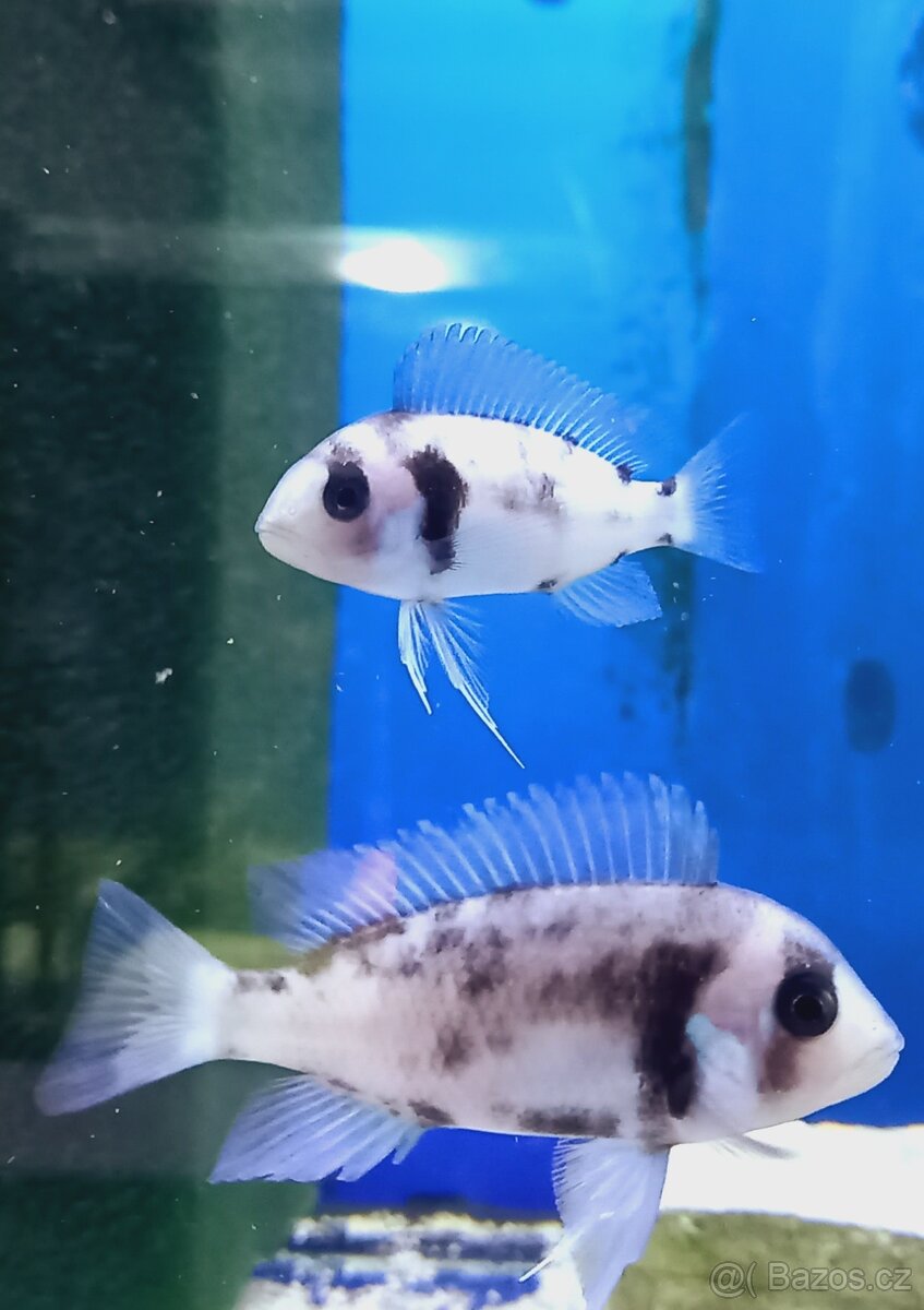 Odchovy Tanganyika - 10