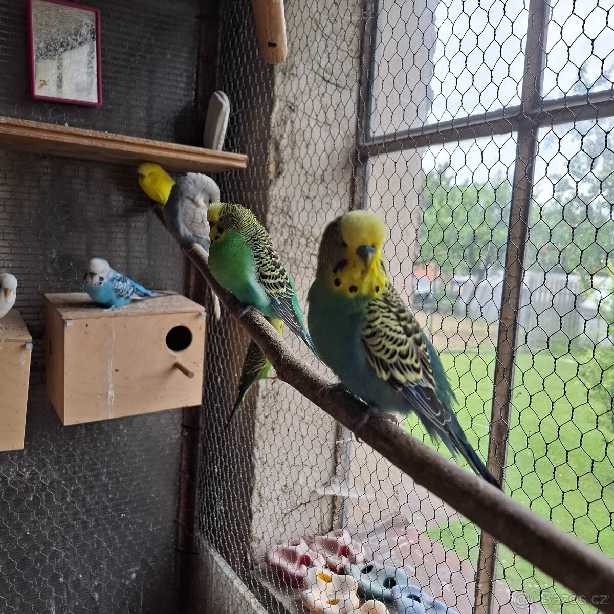 ANDULKY K ODBĚRU - 10