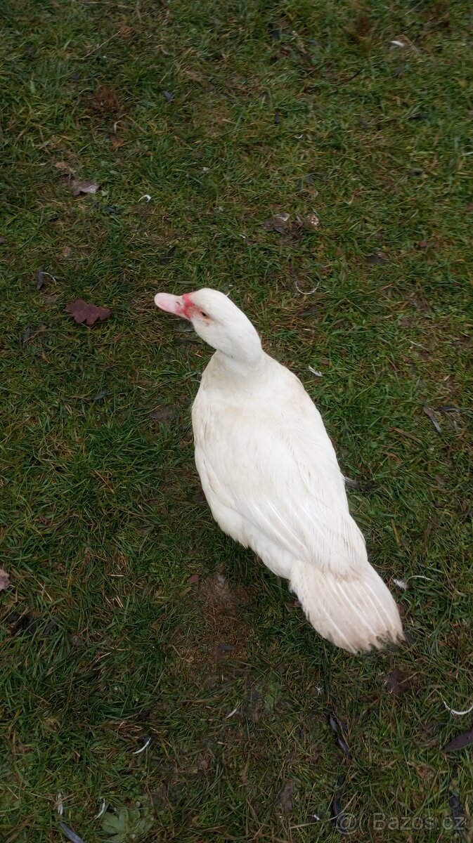 Kachna pižmová - 10