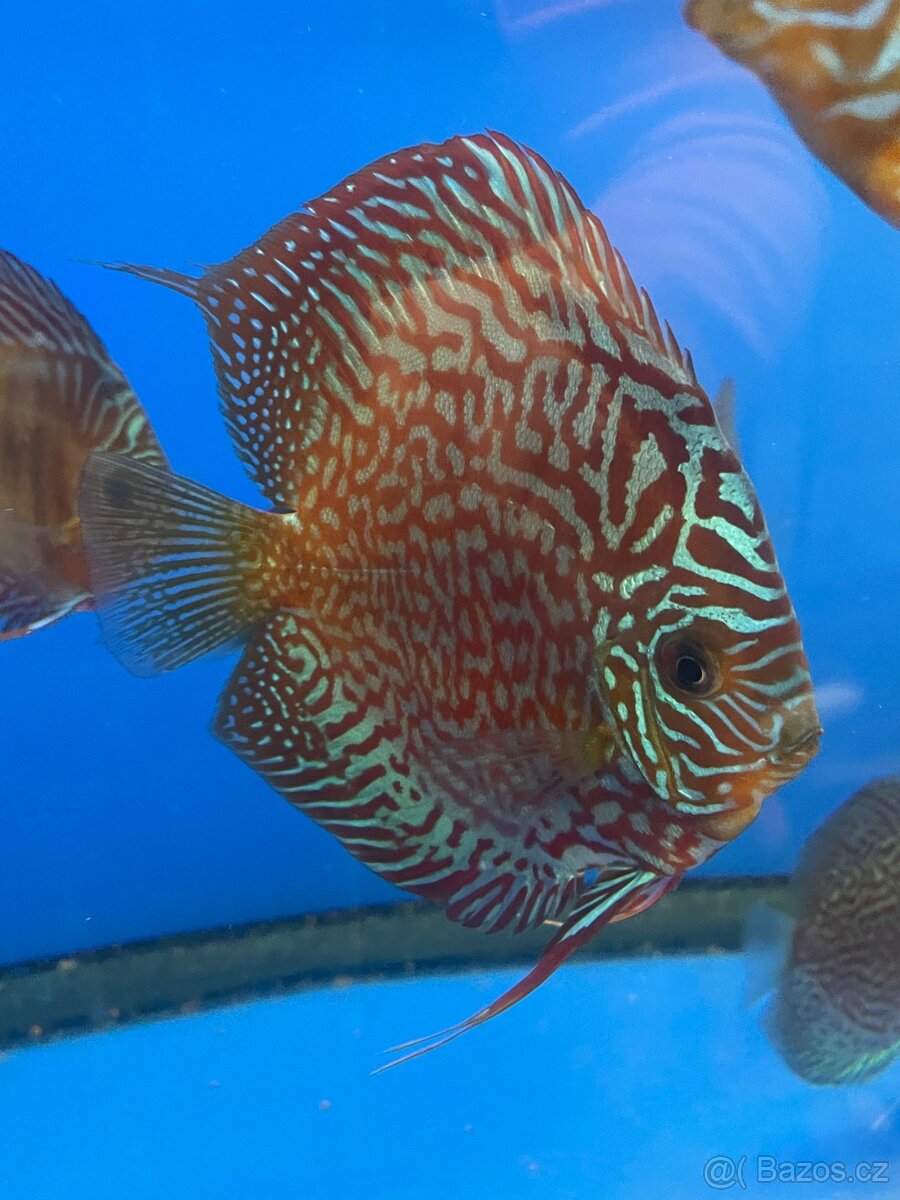 Terčovec- diskus - 10