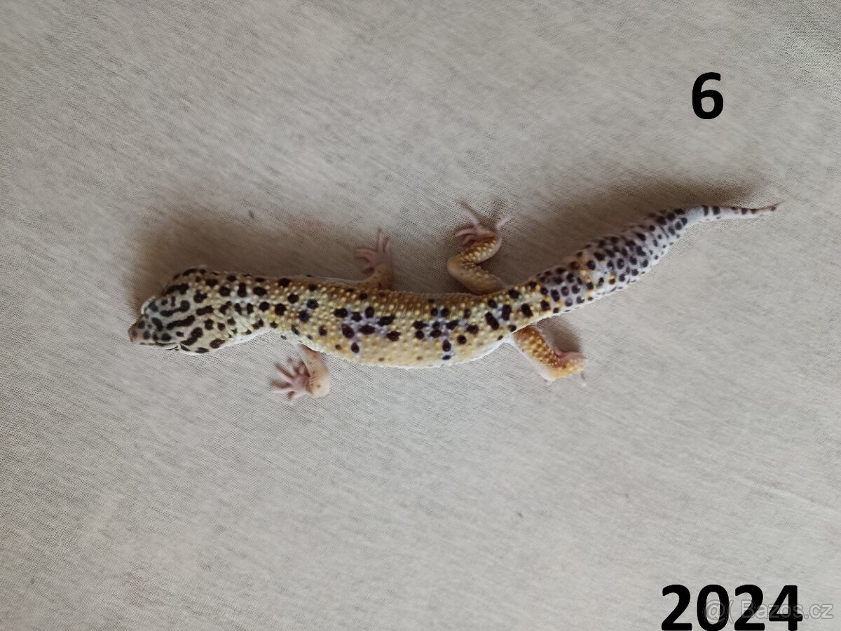 Samečci roku 2024 a 2025 - 10