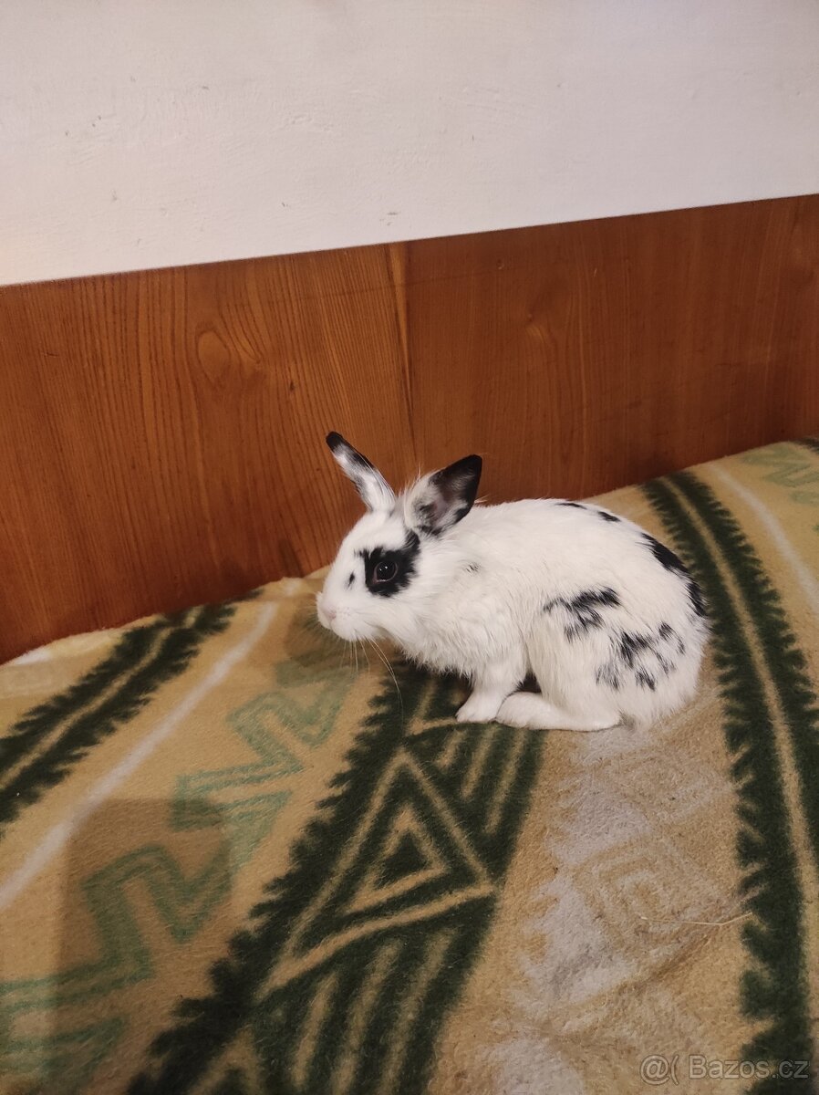 Králík zakrslý - 10