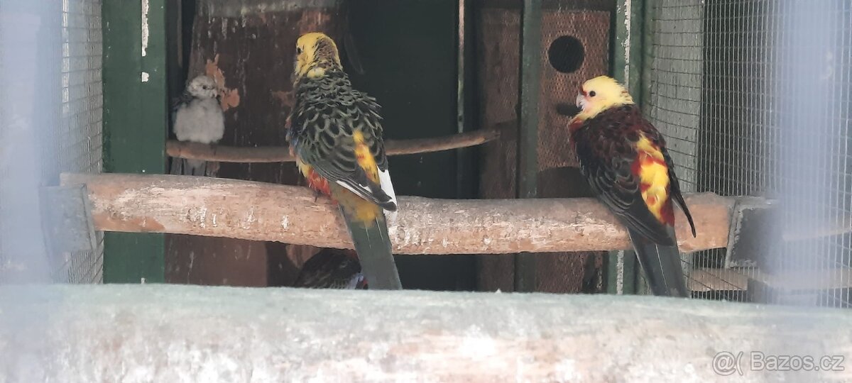 Prodám Rosela Penant straka - 10