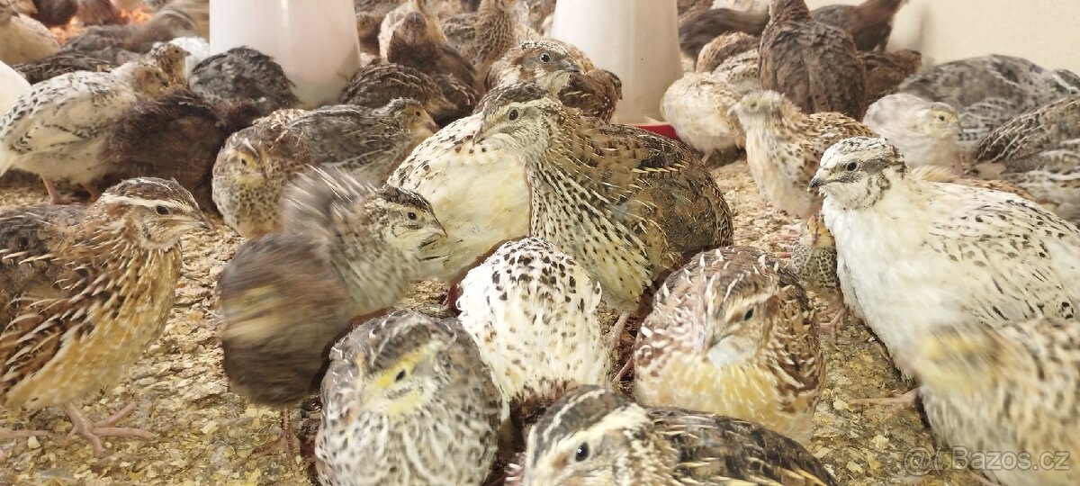 Křepelka slepice - 10