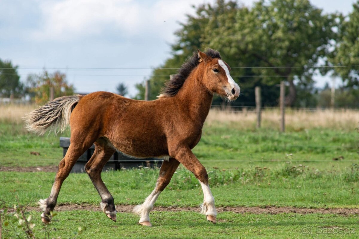 Připouštění welsh cob - 10