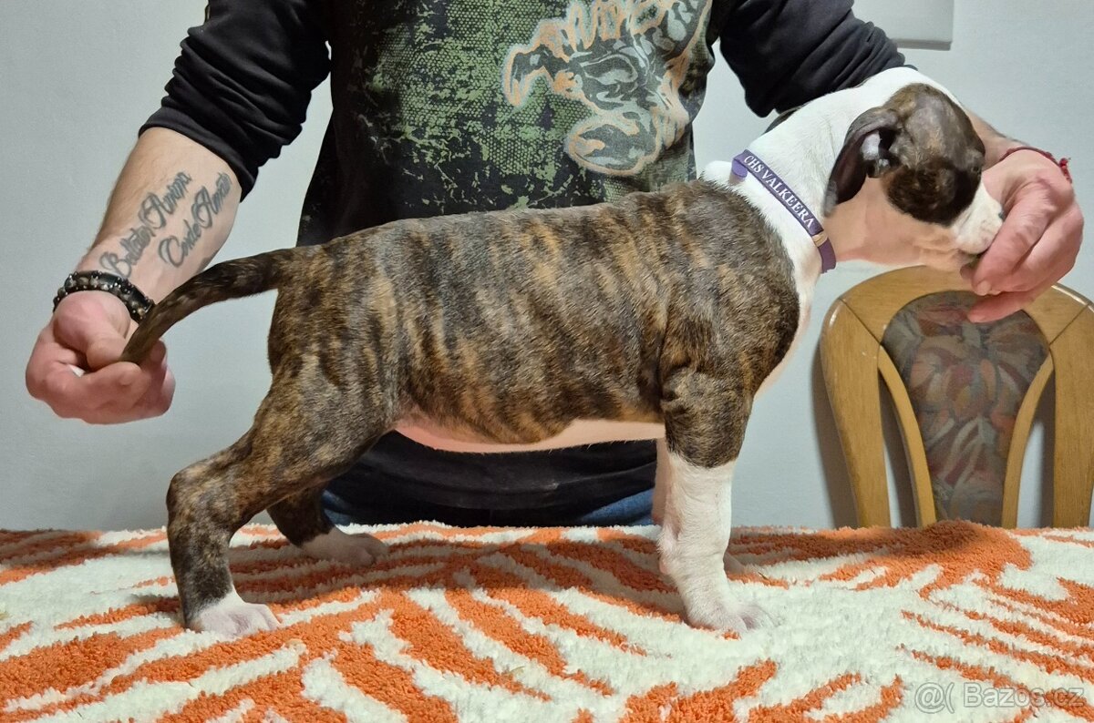 Americký stafordšírský teriér - 10