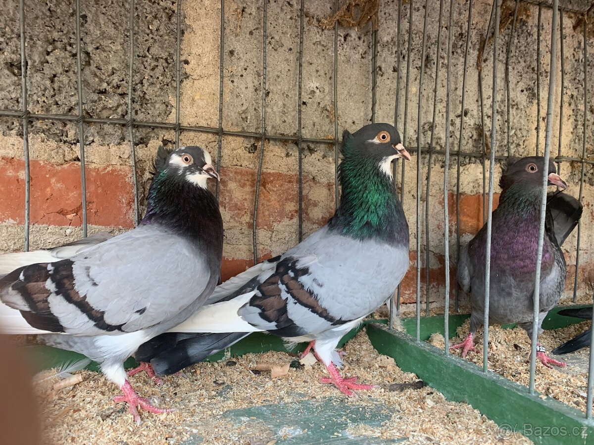 Srbsky vysokoletec - 10