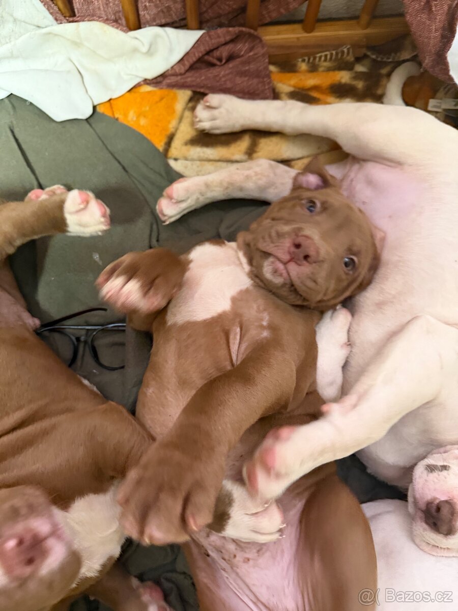 American bully Xl - 10