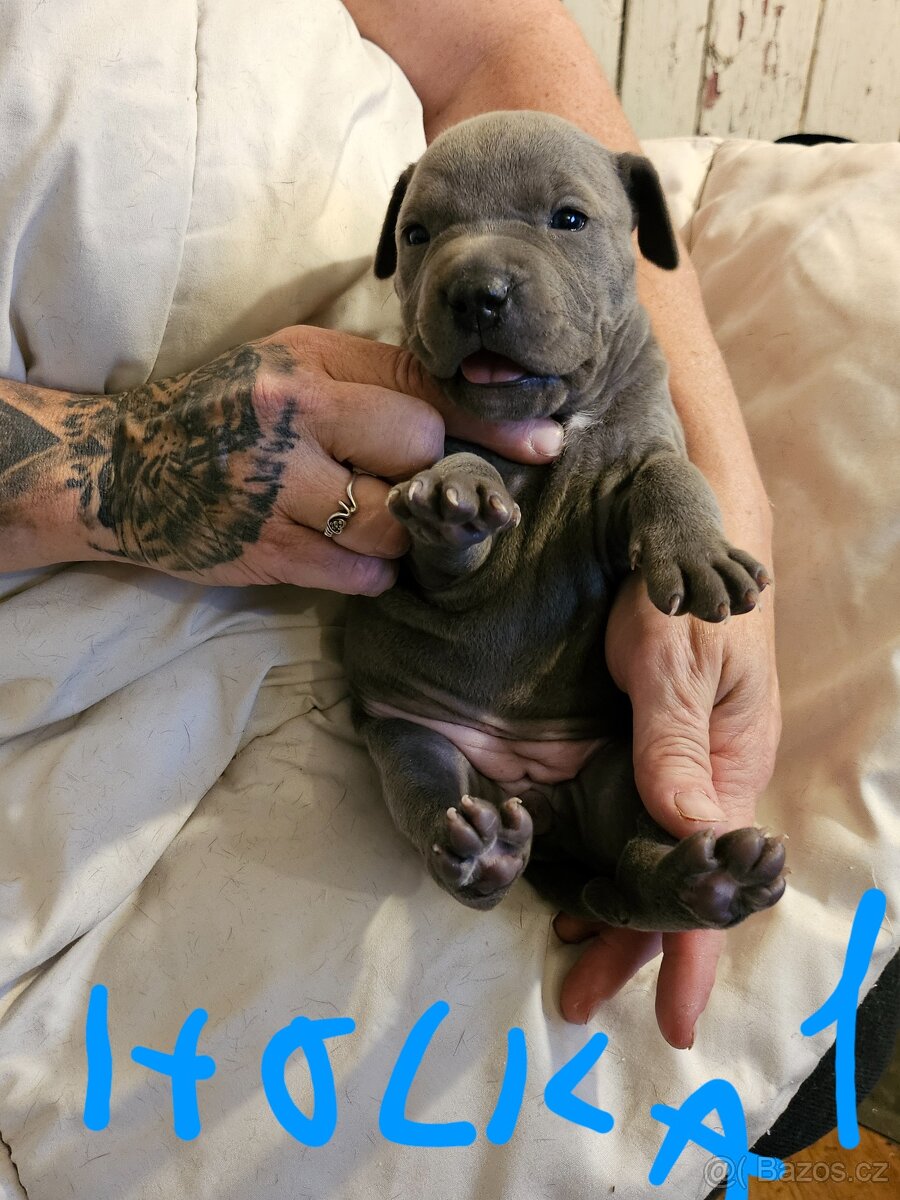 Štěňátka Pitbulla prodám - 10