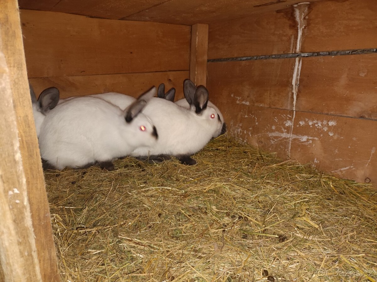 Kalifornské a VSS - 10