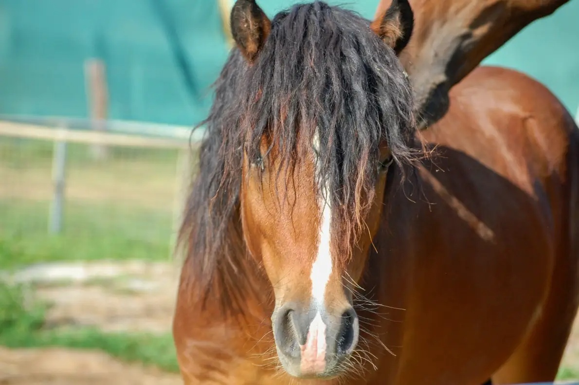 Pony valach wpbr - 10