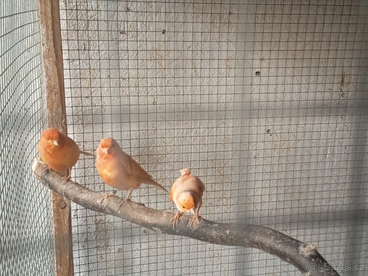 Prodám kanárky - 10