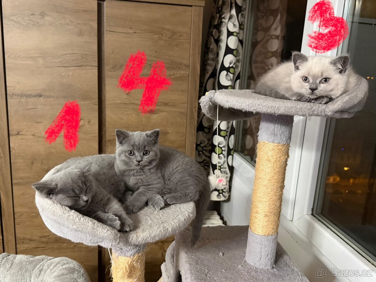 Britská koťata - 10