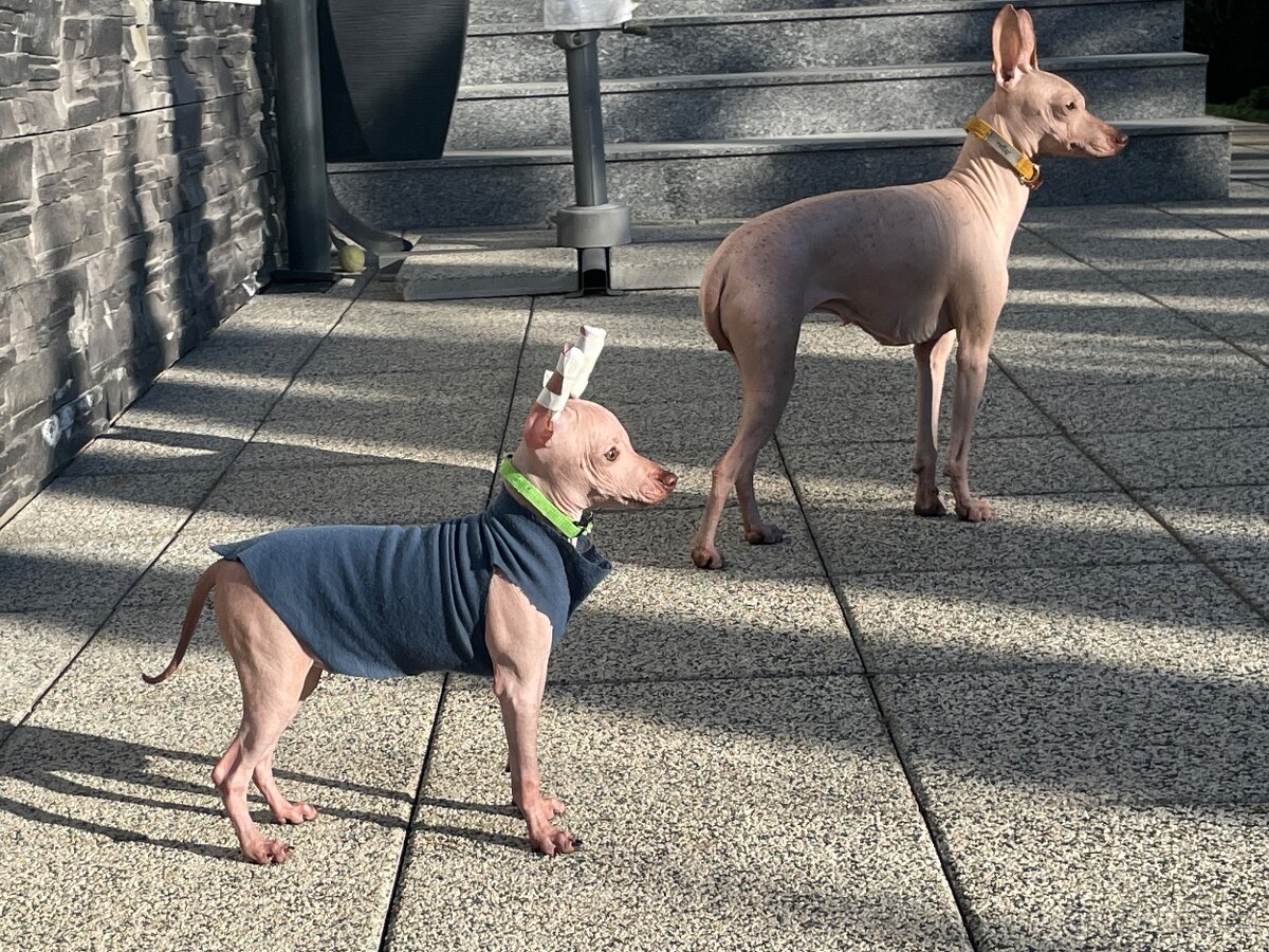 Peruánsky naháč malý - Anthoni - 10