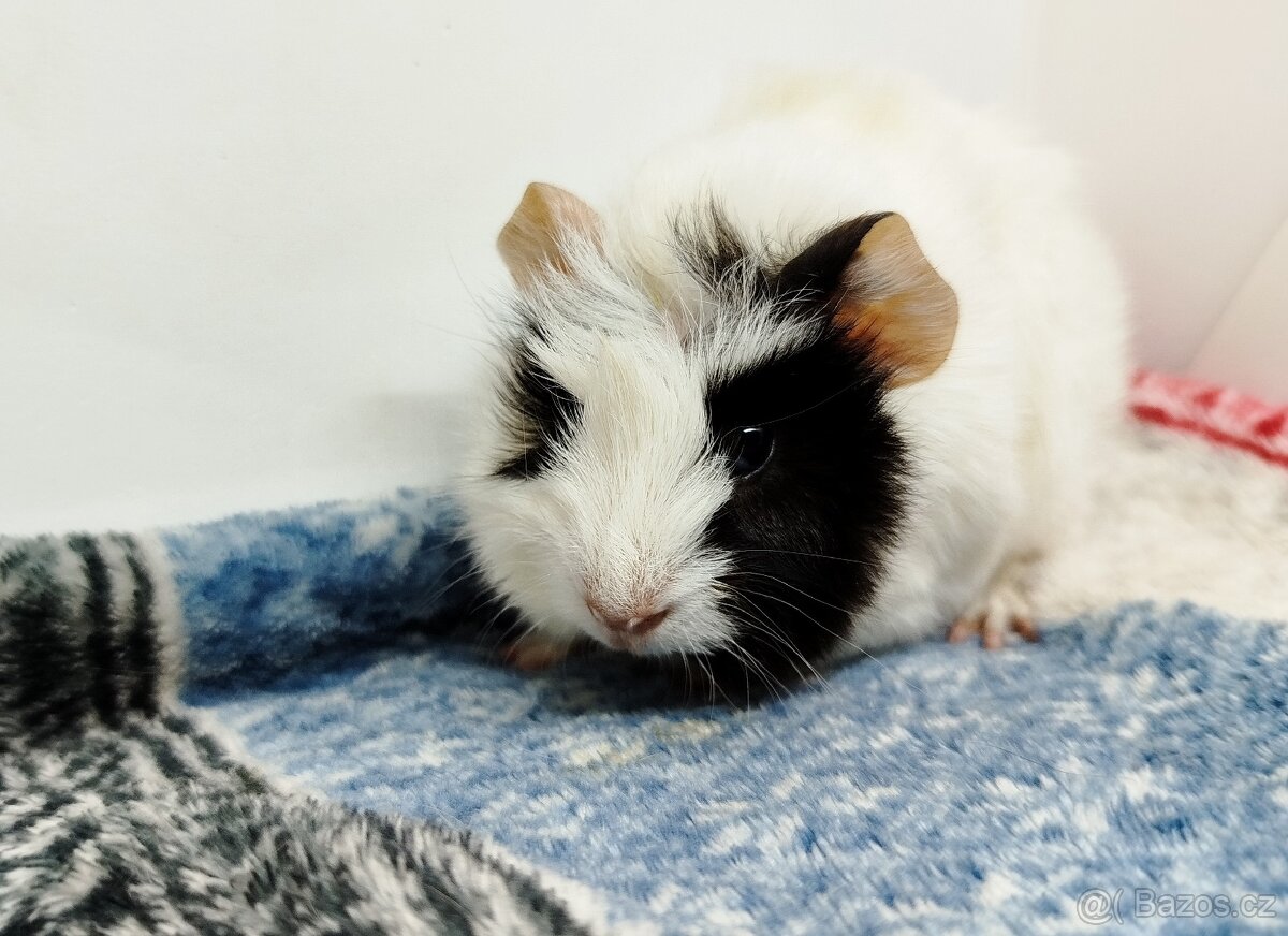 Morče, Morčata, Morčátko, Morčátka - GINA A GINA - 10