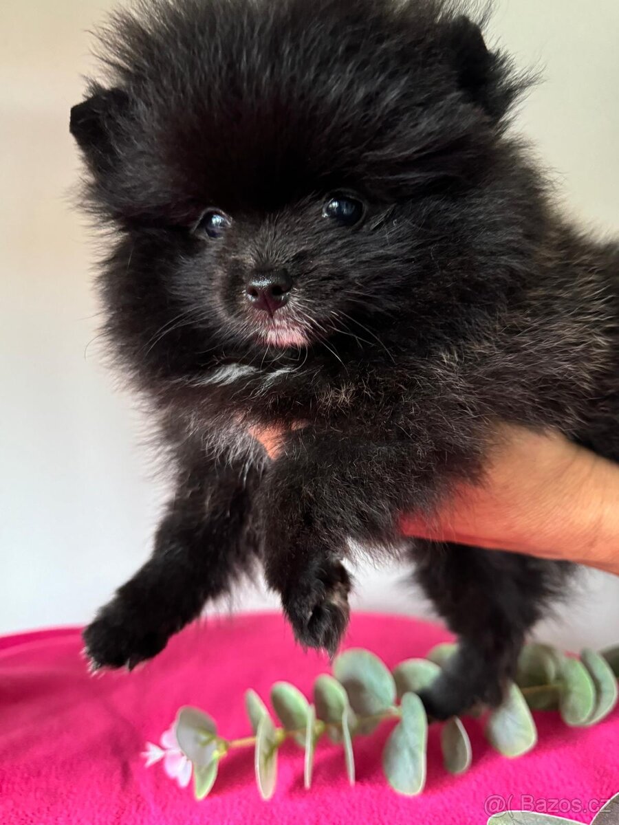 Pomeranian s p.p - 10