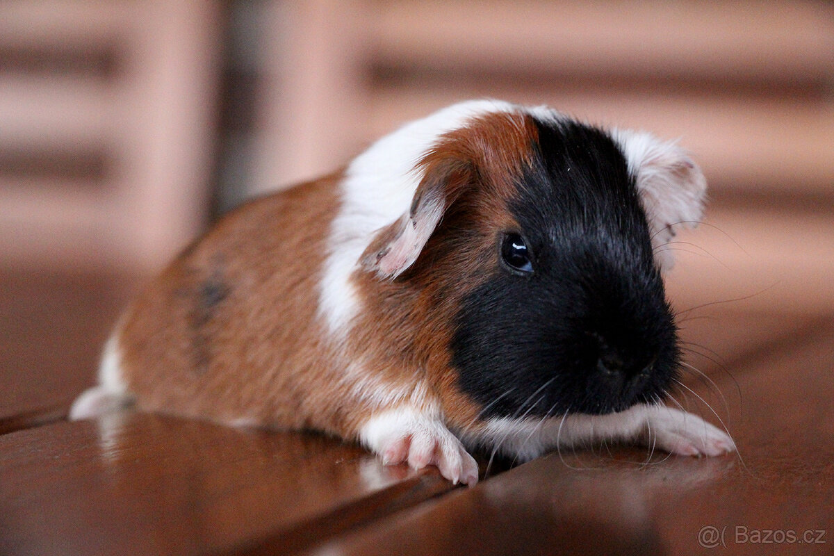 Morče, morčata, morčátko s PP - krátkosrstá - 10