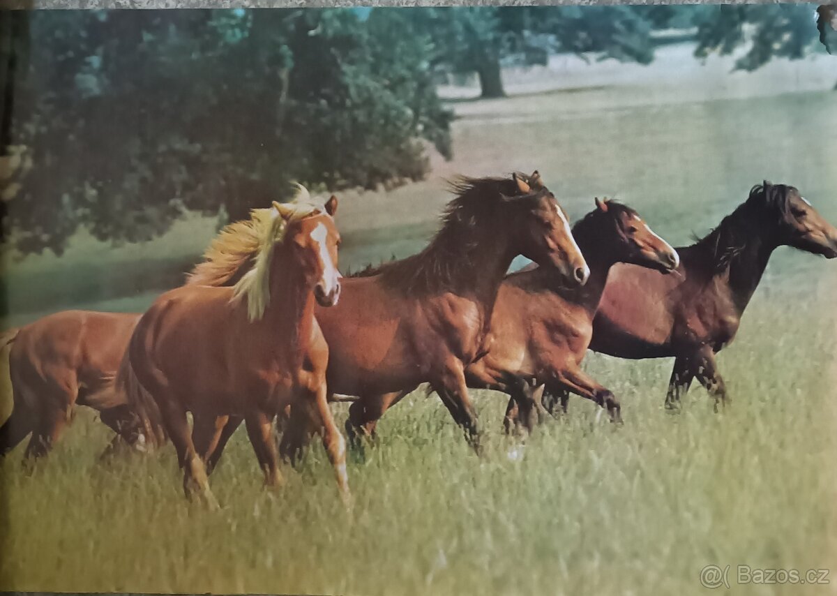 Plakáty - retro - různé - 1 ks/100,- - 10