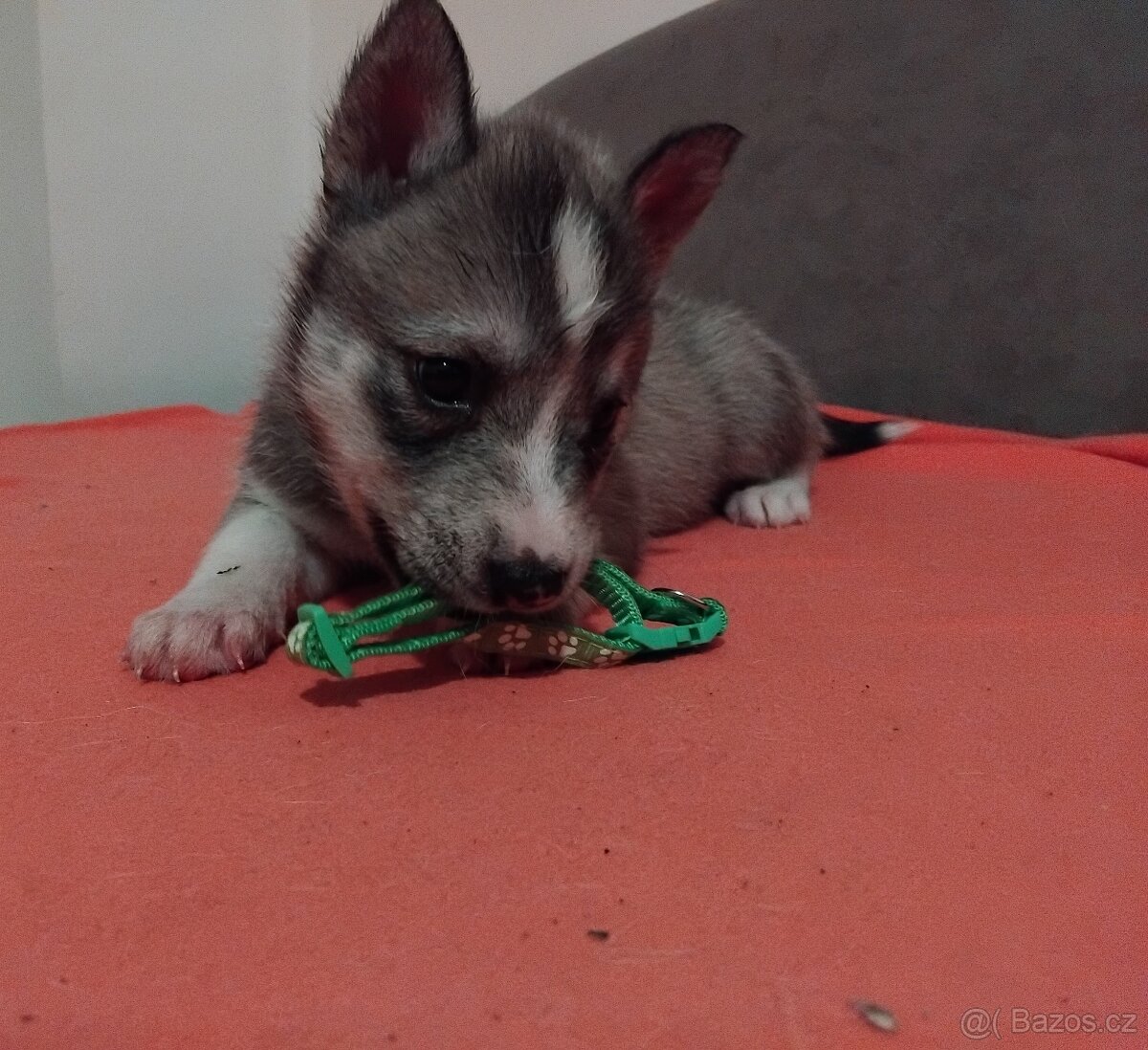 Rezervace husky štěňat - 10