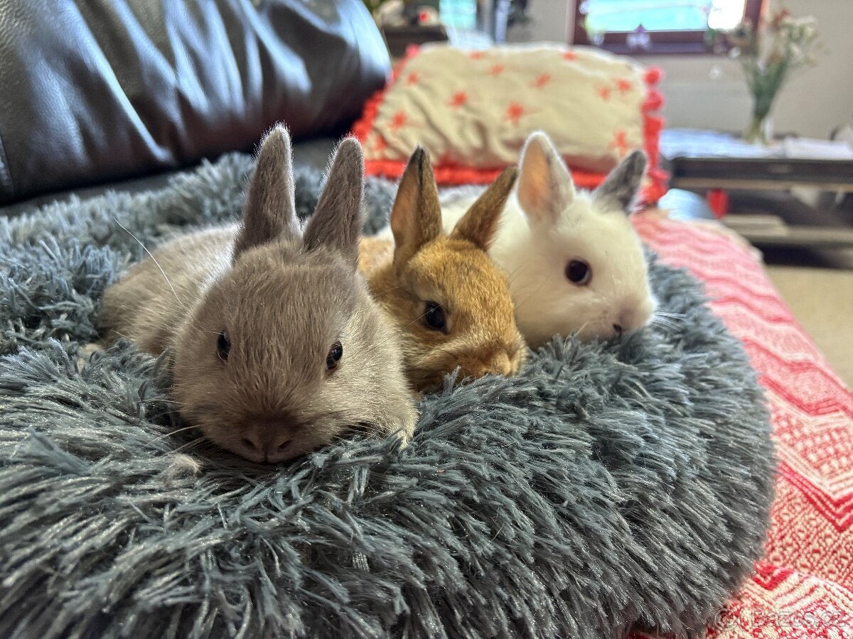 ♥️zakrslý králík - mimča již k odběru 🐰 - 10