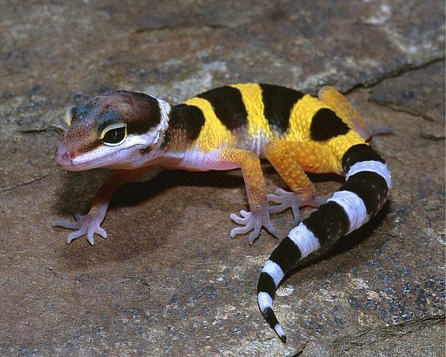 gekončík noční - 10