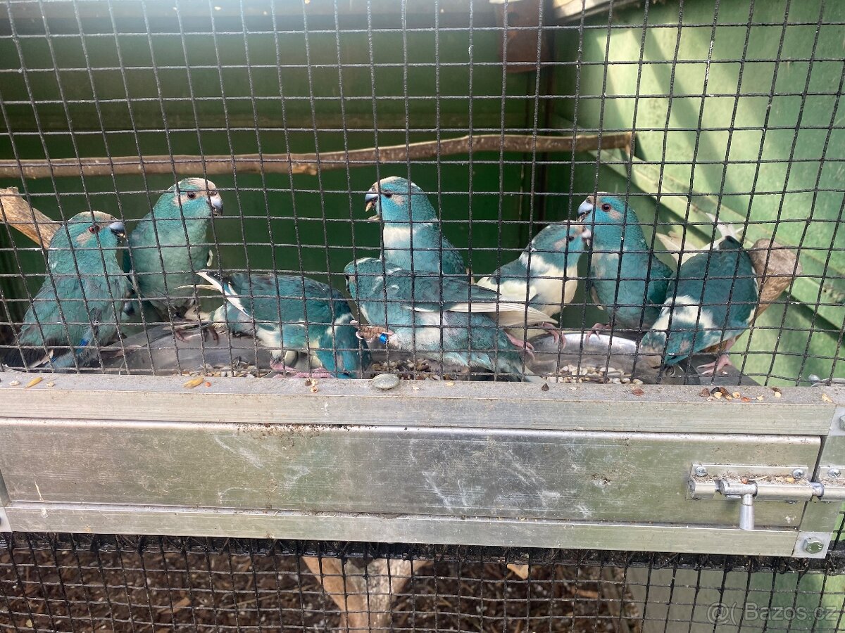 Kakariki modrý a modré straky - 10