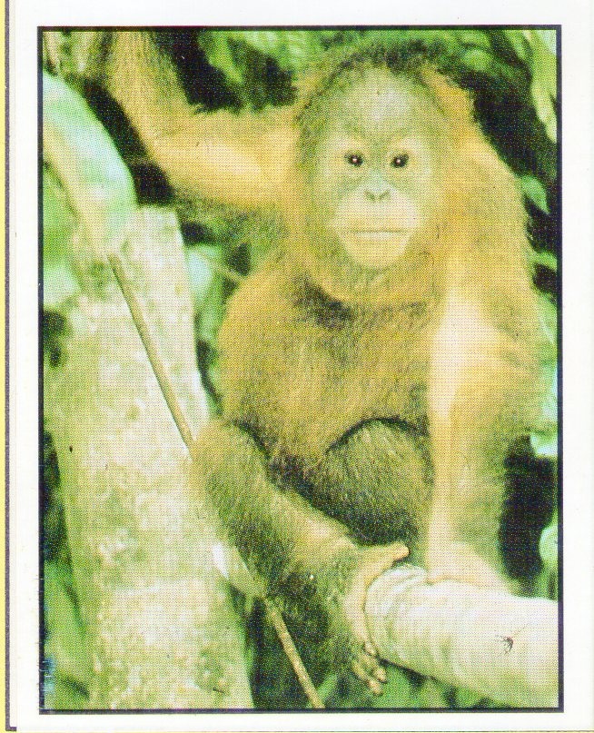 Encyklopedie ohrožených zvířat WWF Lutra Panini (1991) - 10