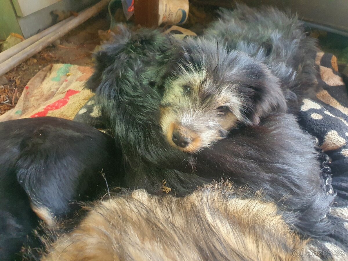 stene krizenec borderkolie× bretansky ohar/holandsky pinc - 10