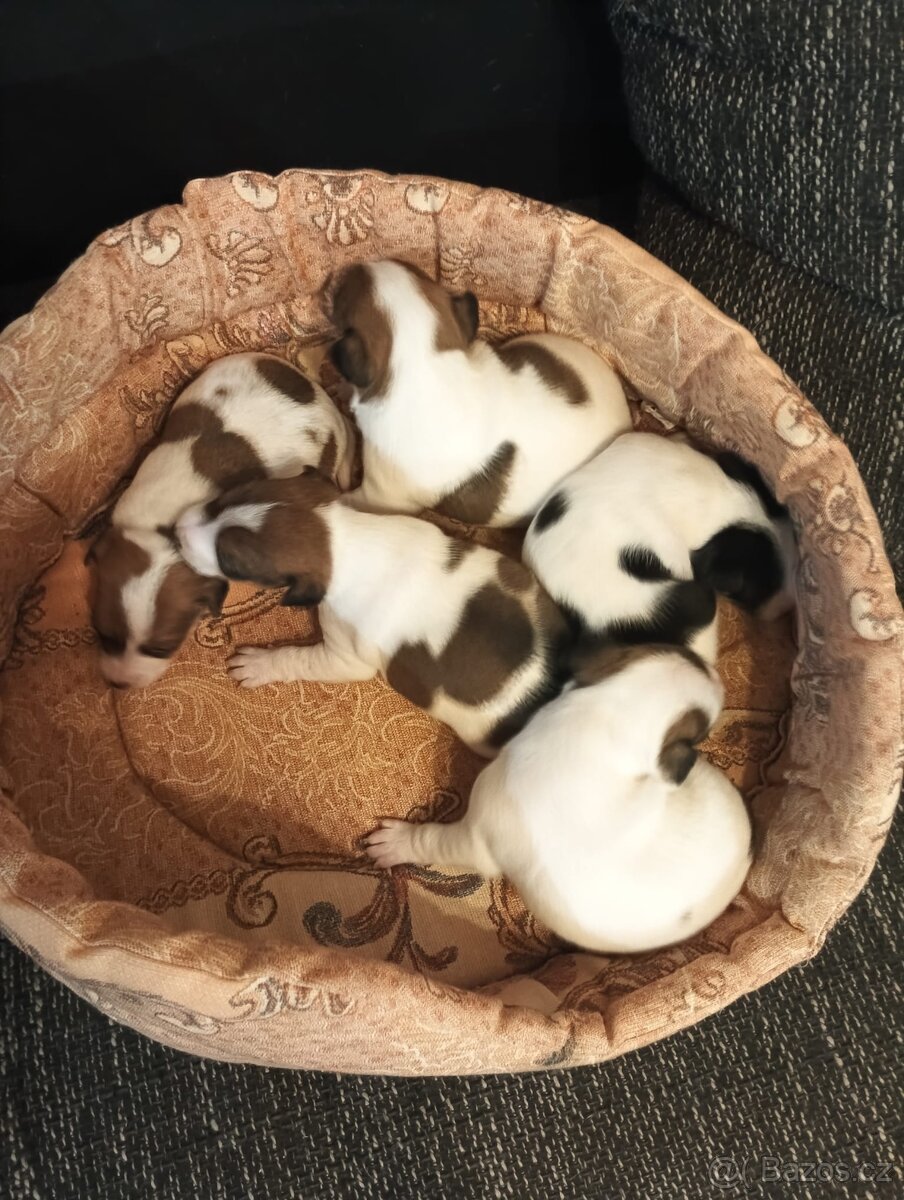 Jack Russell teriér bez PP - 10