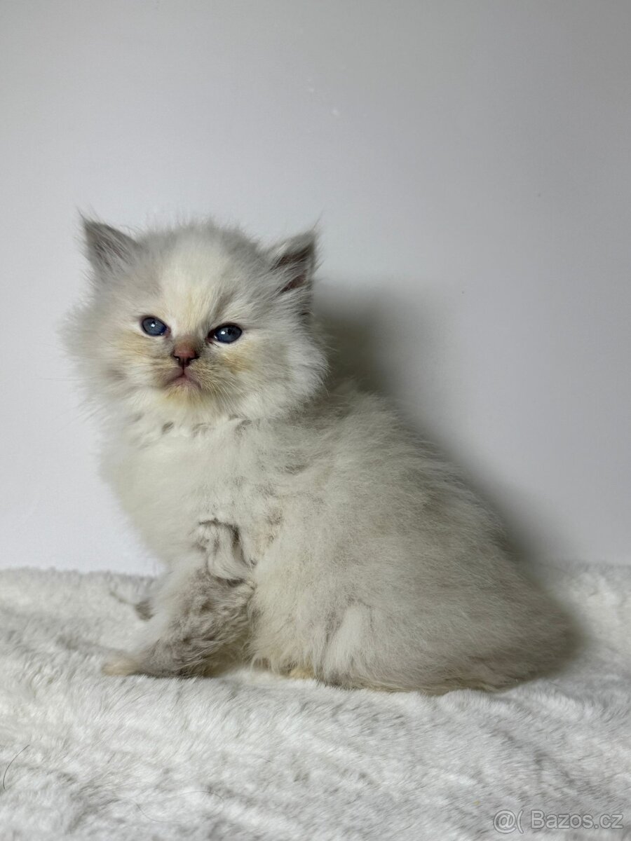 Sibiřská kočka s PP – kočička Imperia - 10