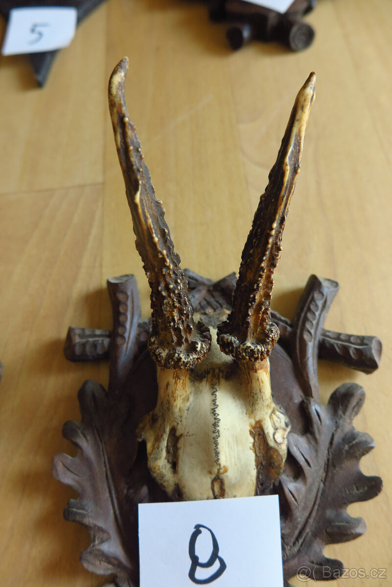 Srnčí parůžky - 10