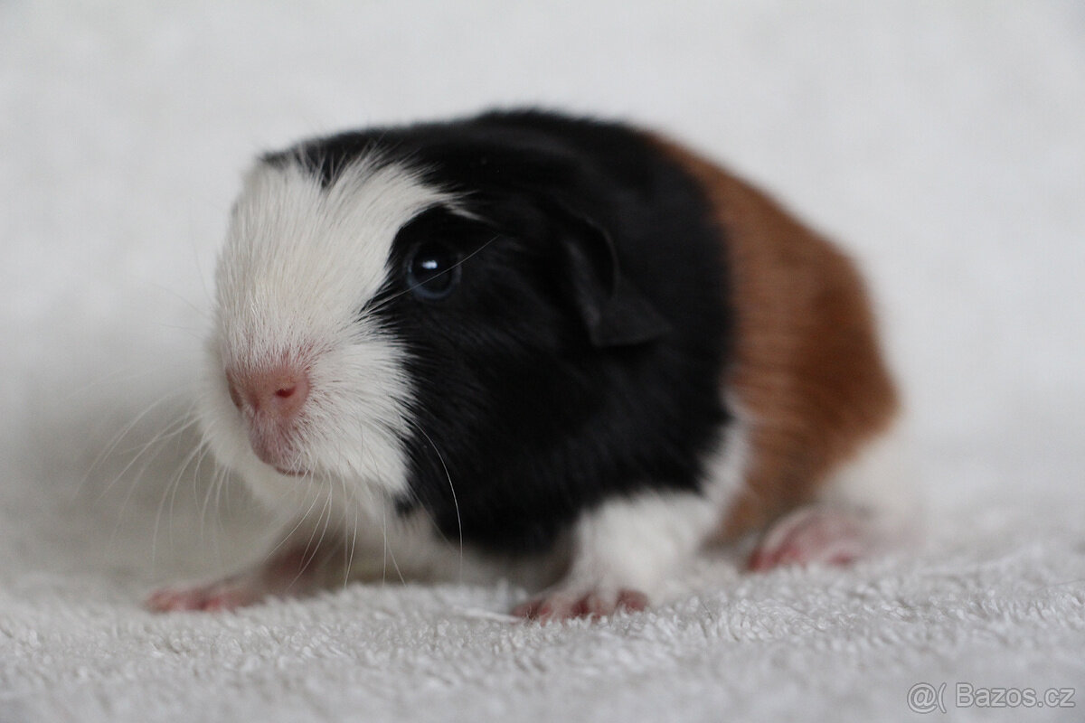 Morče, morčata, morčátko s PP - krátkosrstá - 10