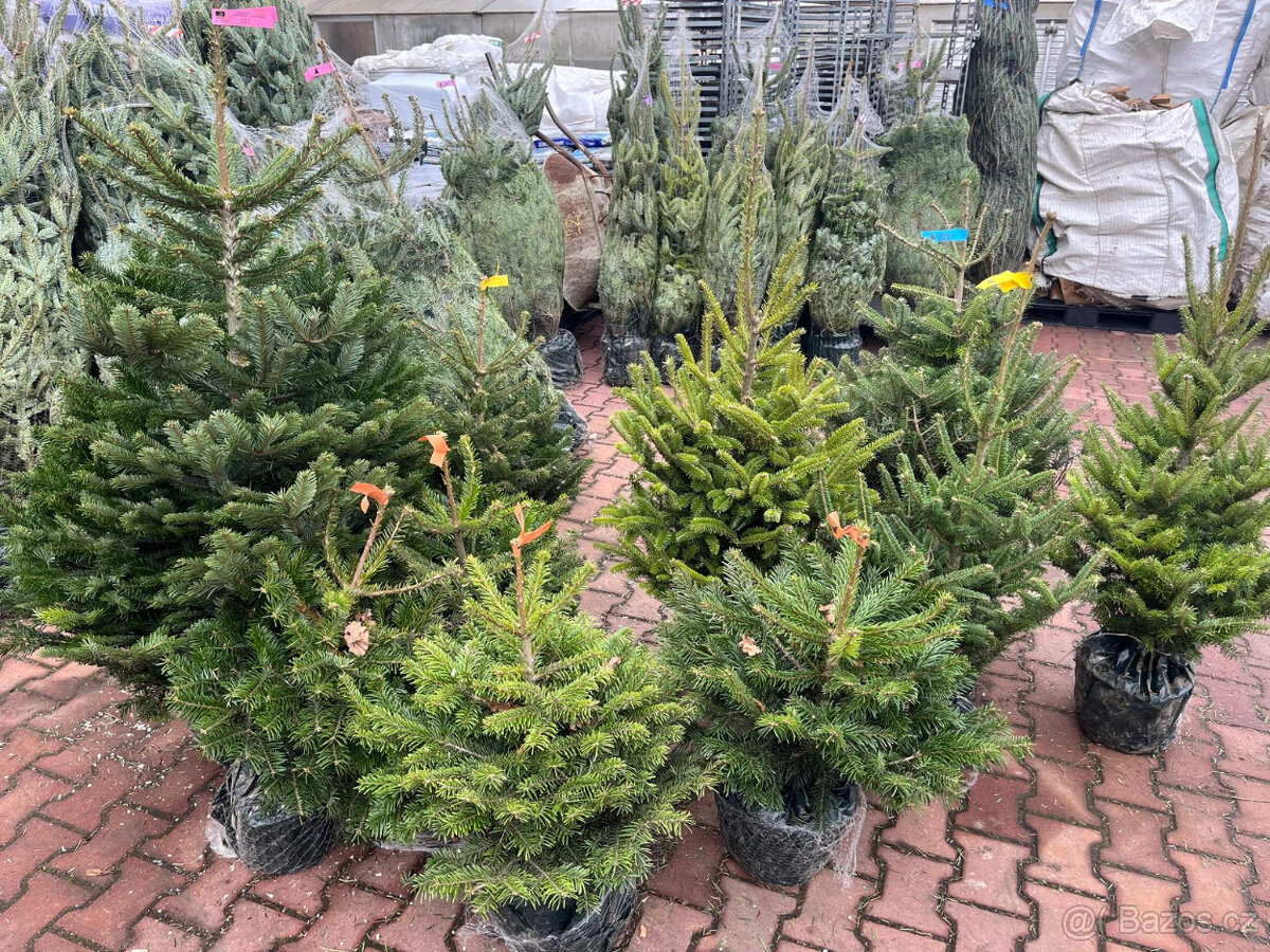 VÁNOČNÍ STROMKY - 10