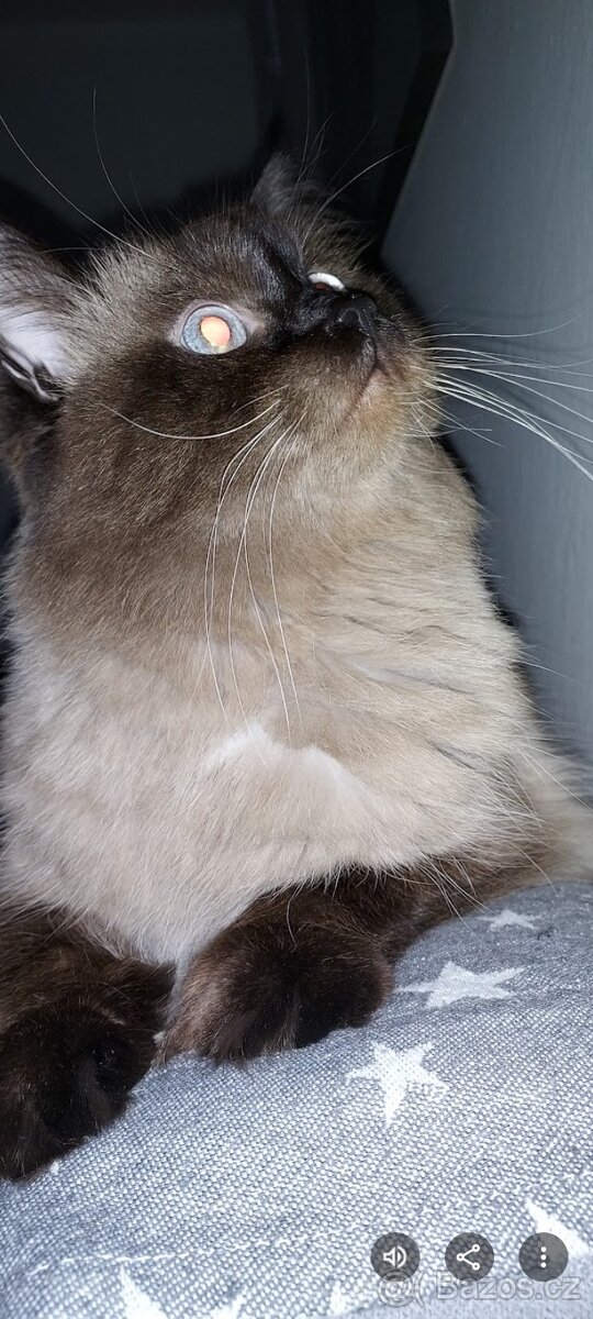 Ragdoll ke kryti - 10