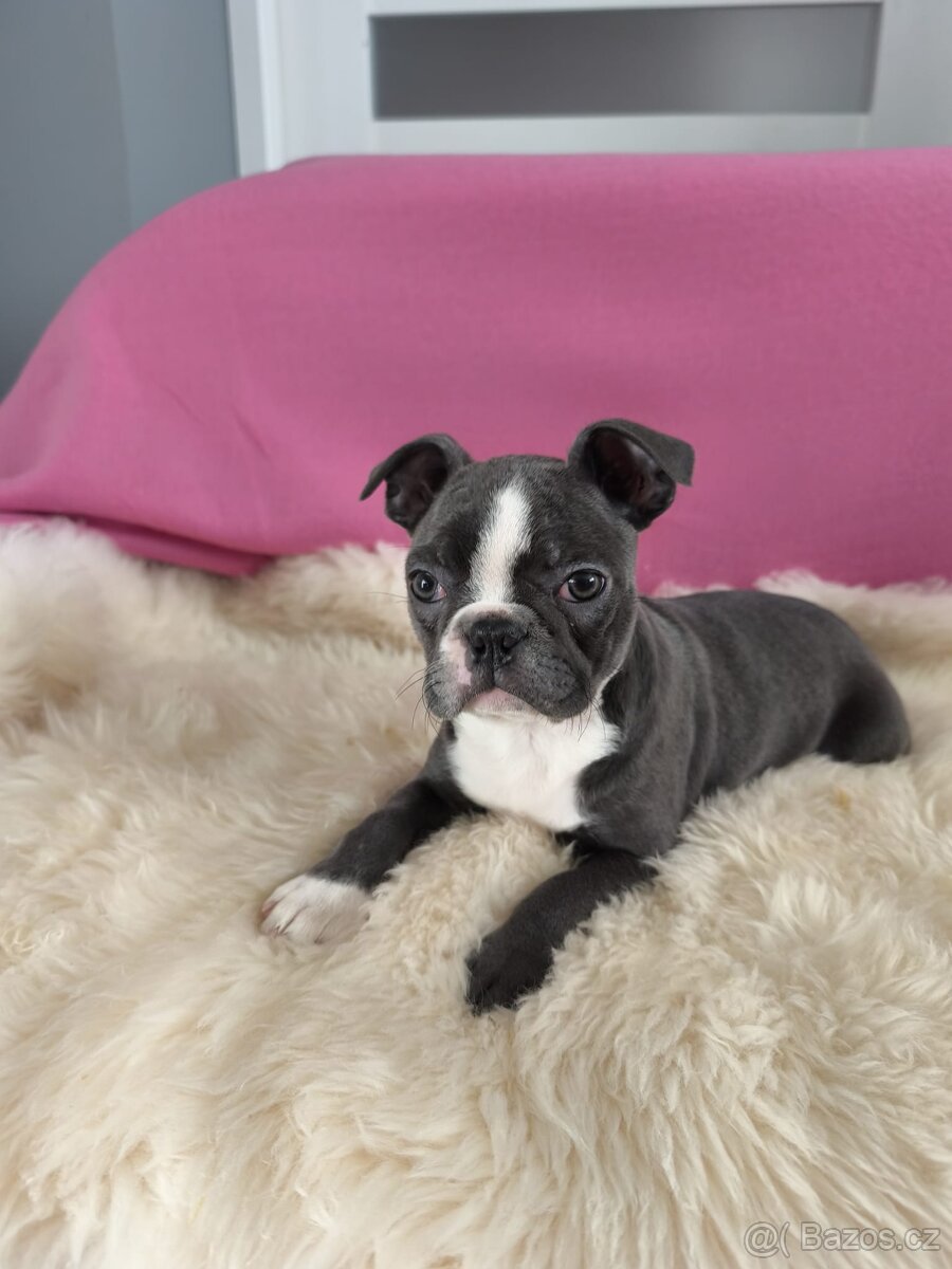 Bostonský teriér , Boston Terrier fenka s PP - 10