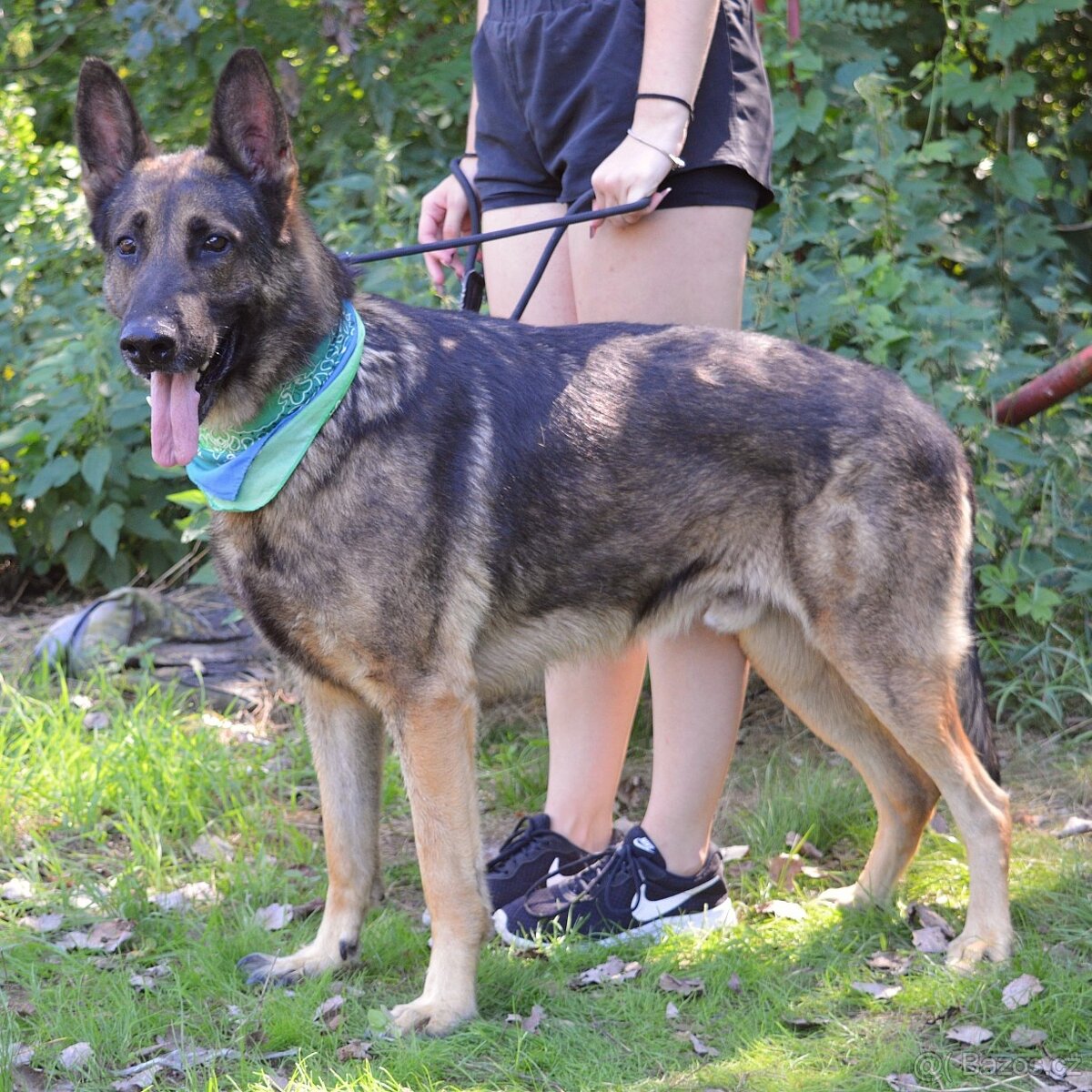 René hlada domov - 10