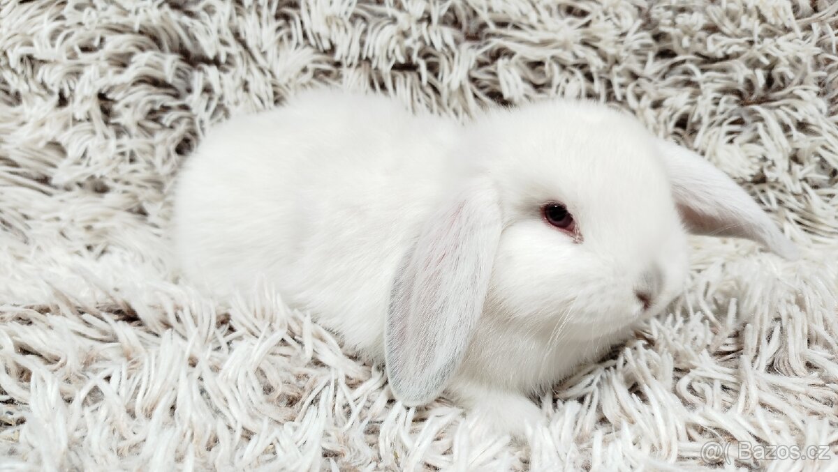 Zakrslý beránek, králíček, králík - MOLLY - 10