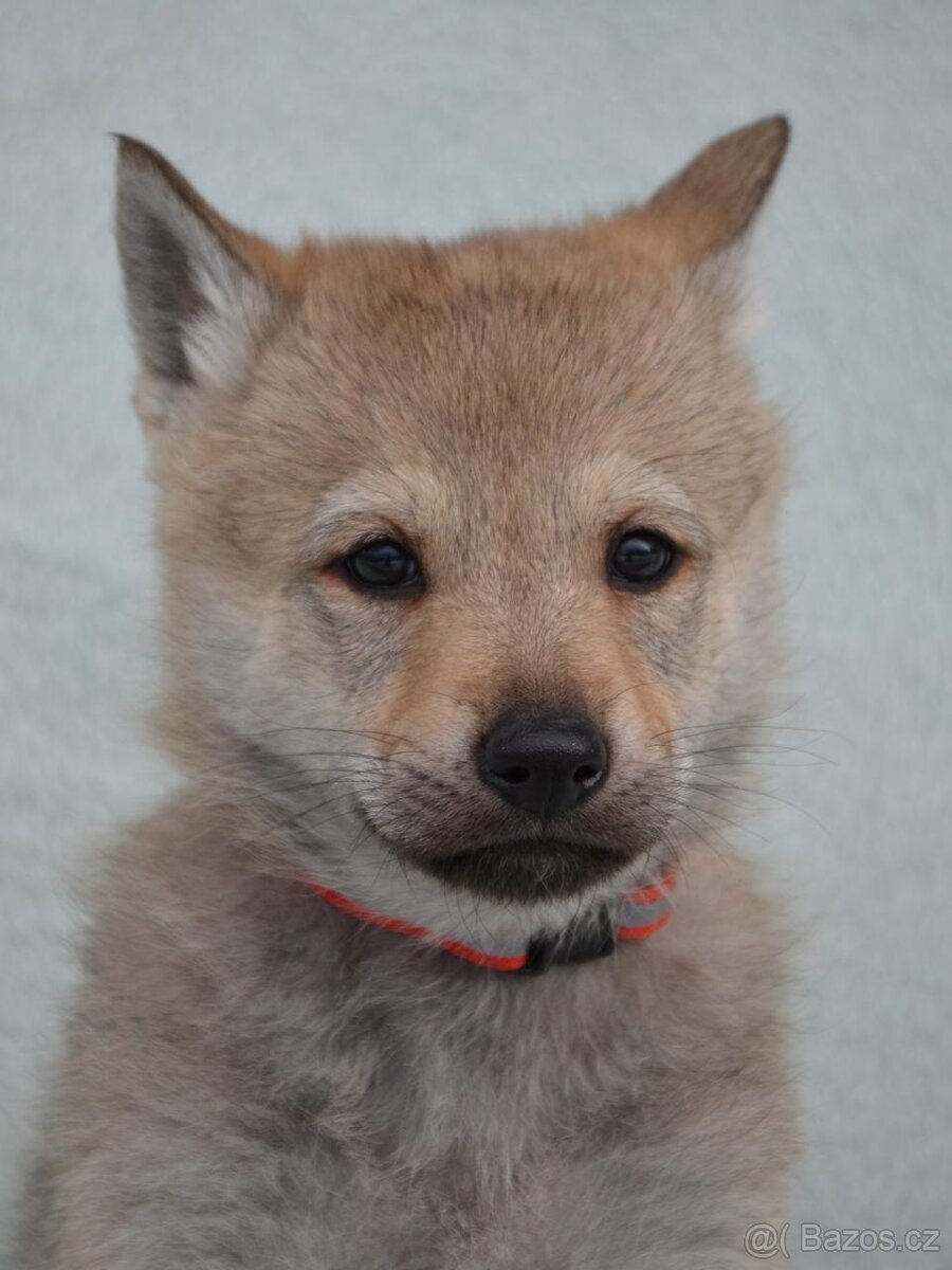 Československý vlčák - 10