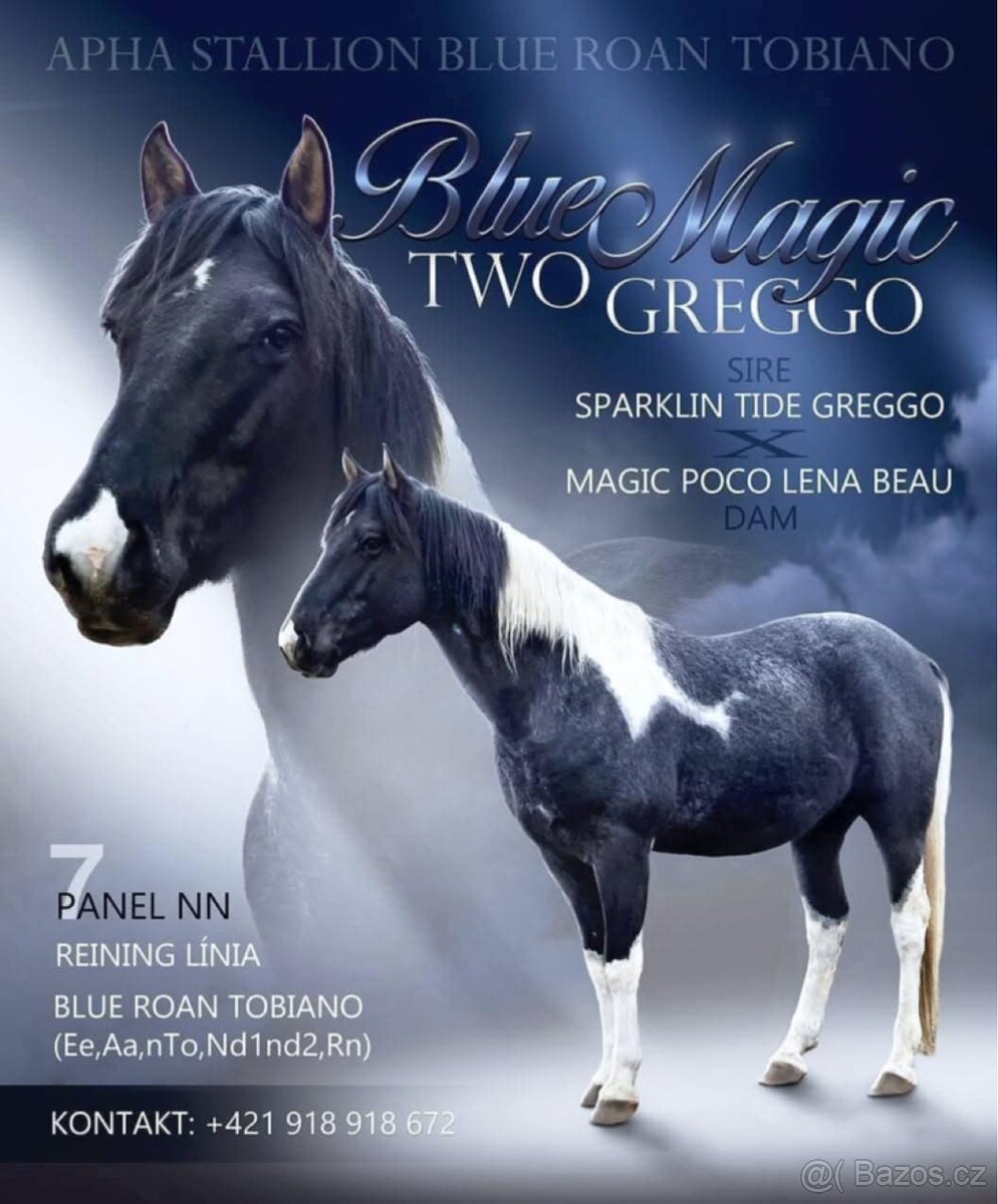 APH GRULO ROAN - 10