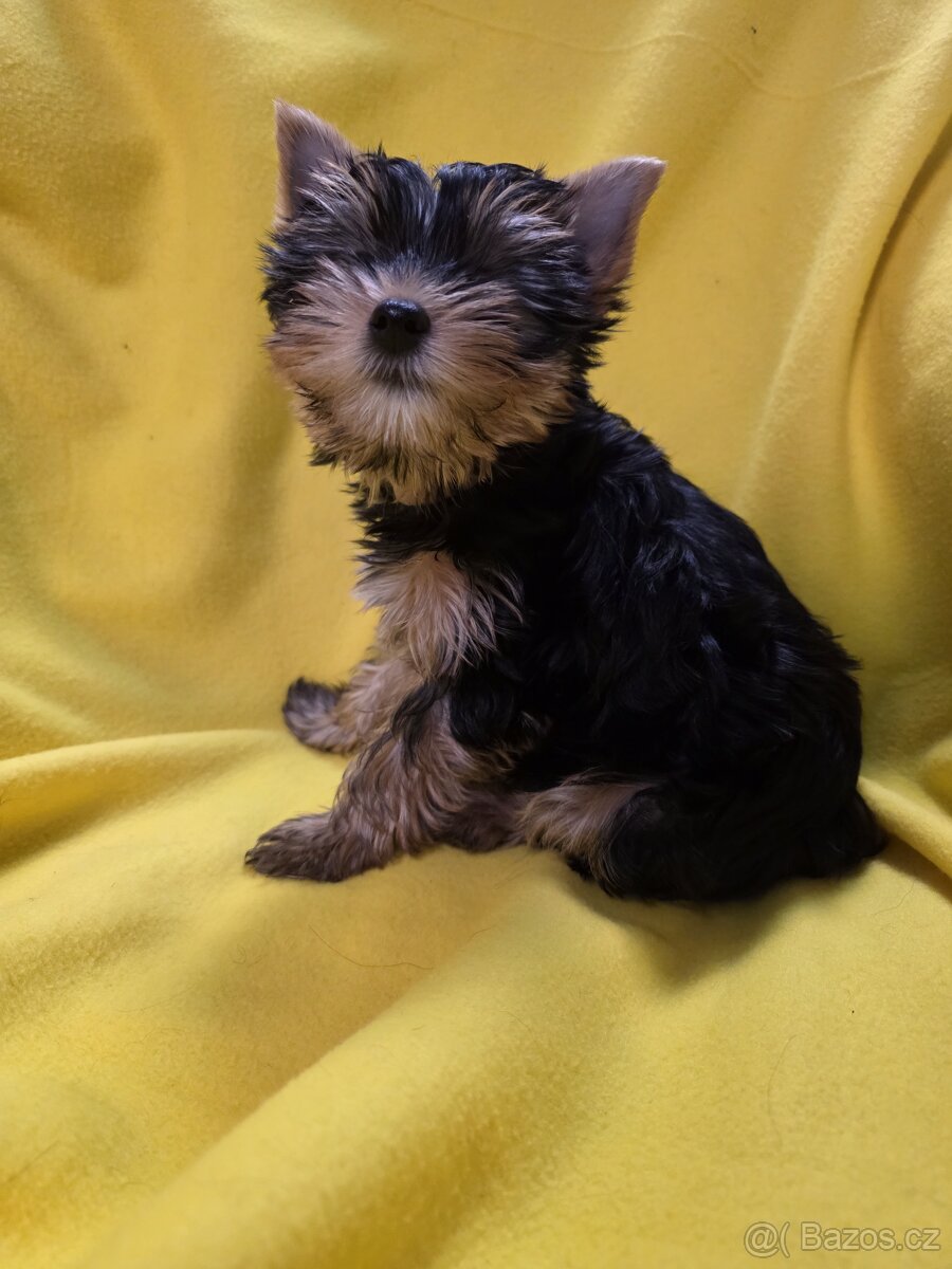 Jorkšířský teriér - 10