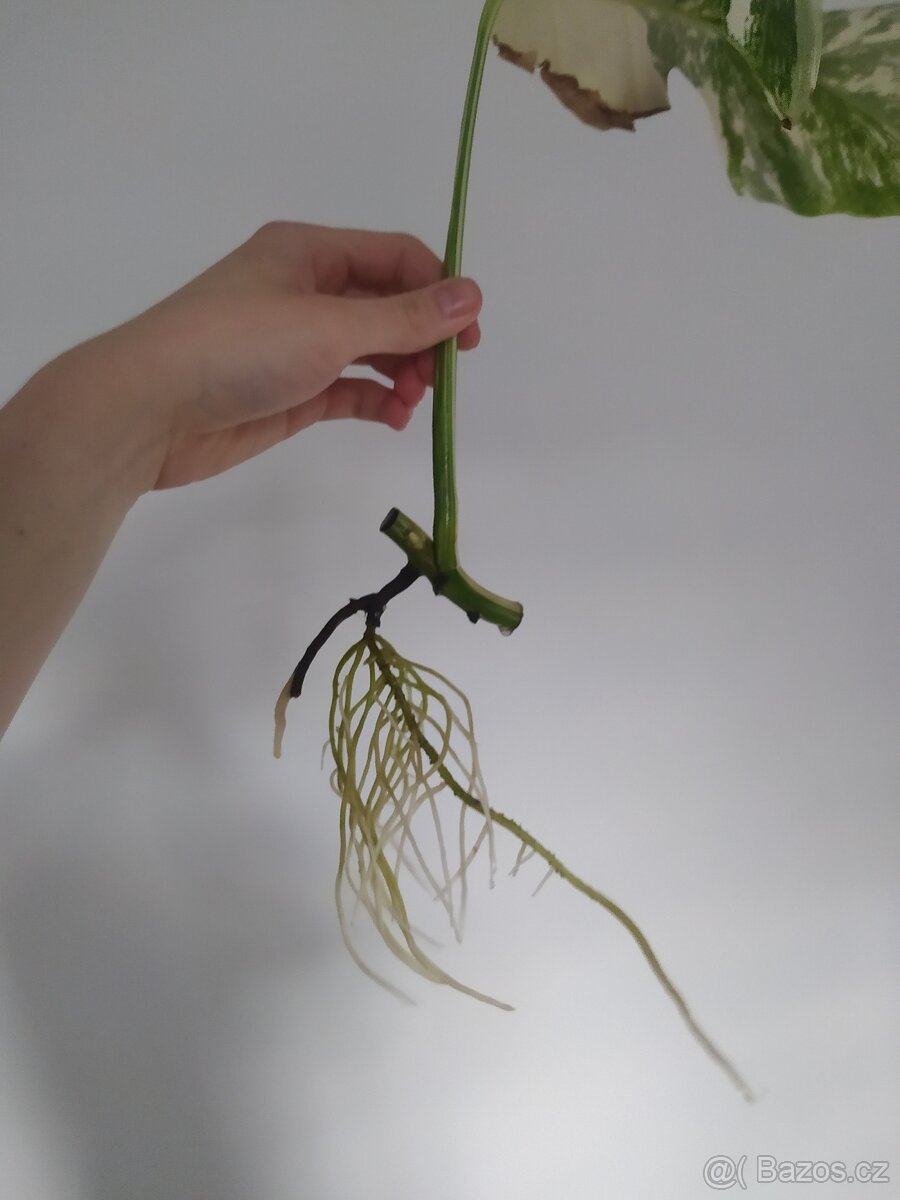 Monstera Albo Variegata - 10